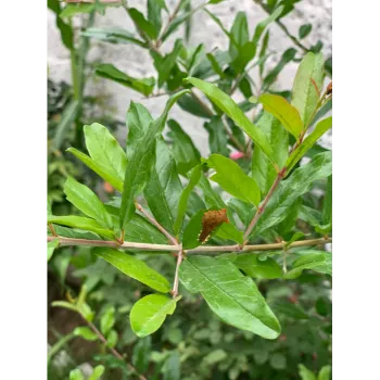 Organic Pomegranate Plant
